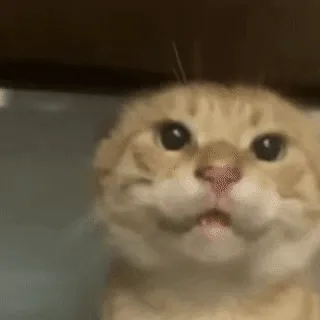 耄耋咆哮