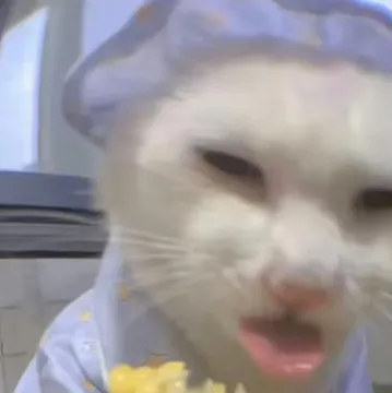 奇怪的猫猫表情包