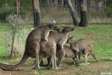 kangaroo-orgy