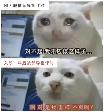 猫咪上班前后对比表情包（啊 对 是我 不服啊）