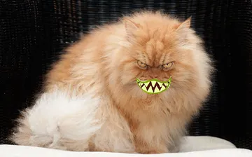 Angry Cat Smiling