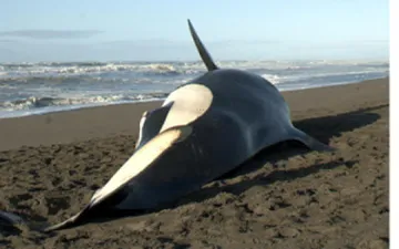 whale