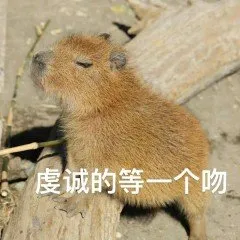 虔诚的等一个吻(水豚表情包)