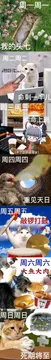猫咪周一到周日的表情包（打工人版）