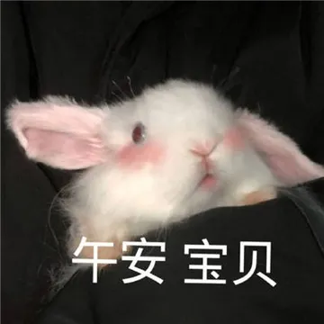 超级可爱的萌萌午安表情包