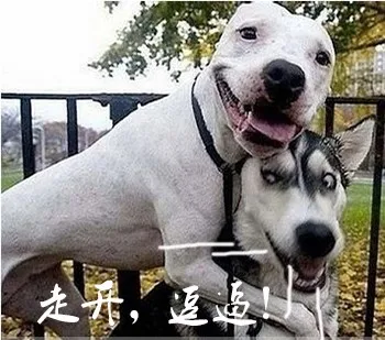 哈士奇与蘑菇头和熊猫人