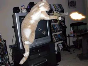 Machine Gun Cat
