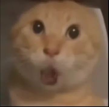 耄耋猫爹
