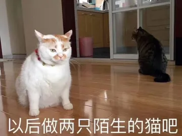 以后做两只陌生的猫吧 - 一套可爱实用的猫咪表情包