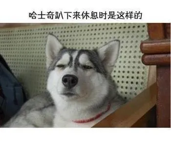 哈士奇与蘑菇头和熊猫人