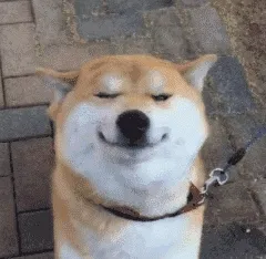 柴犬眨眼