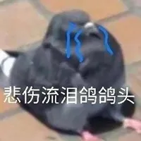 悲伤流泪鸽鸽头