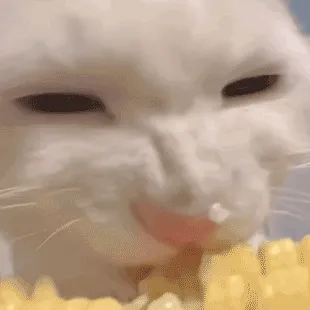 猫猫啃玉米