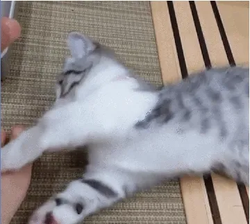 吸口猫，未来的日子会有猫的