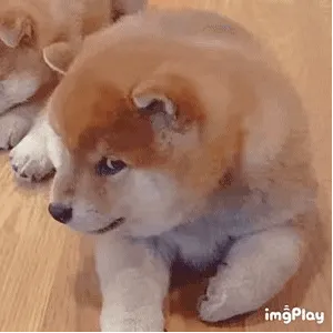 狗子白眼搞笑动图