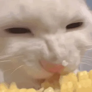 小猫吃玉米表情包