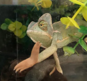 Chameleon stretching its arm out