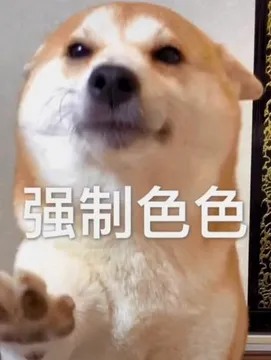 不可以色色表情包-可以色色（柴犬）