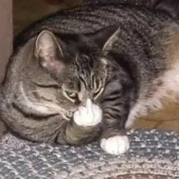 (猫猫竖中指表情包)