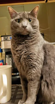 Shocked Cat