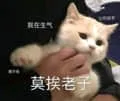是喵星人啦00032-我在生气莫挨老子猫