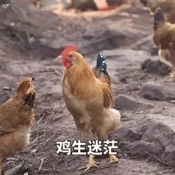 鸡生迷茫