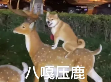 八嘎压鹿