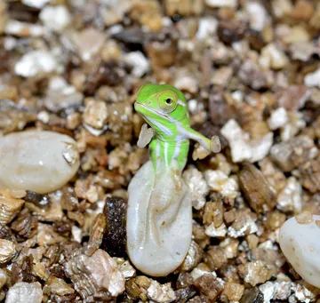 Jeweled Chameleon