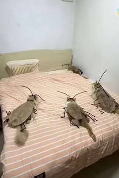 广东哈基米