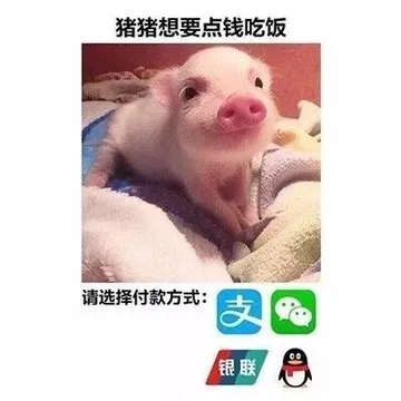 猪猪想要点钱吃饭请选择付款方式:银胀