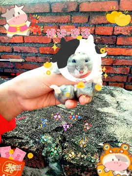 ?仓鼠圆圆的日常生活