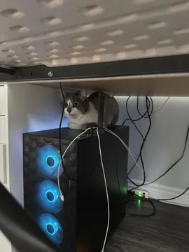 Thoughts On My Pc? Ignore The Cat.