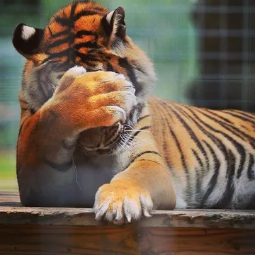 Facepalm Tiger