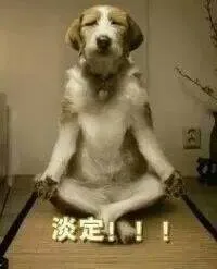 淡定(狗狗)