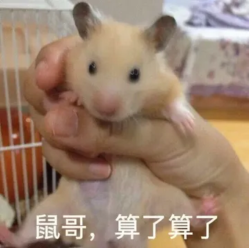 鼠哥，算了算了！
