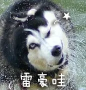 雷豪哇
