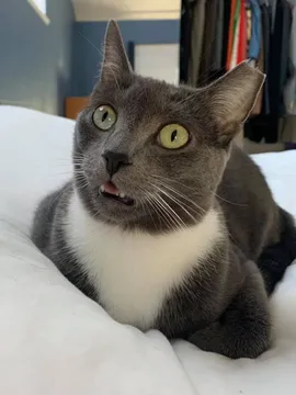 shocked cat