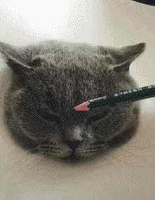 画猫