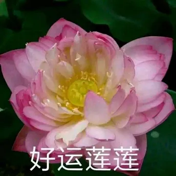 好运莲莲