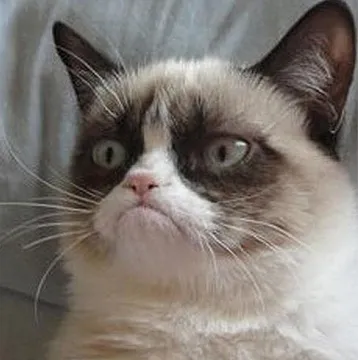 Angry cat