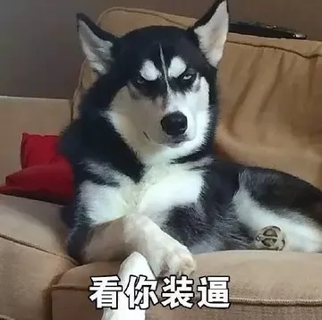 哈士奇与蘑菇头和熊猫人