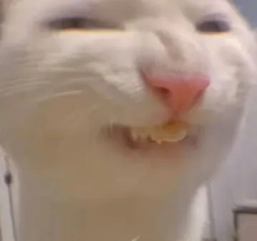 奇怪的猫猫表情包