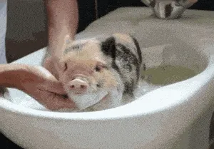 猪00016-洗澡