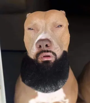 rizz dog