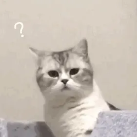 猫咪问号