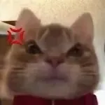 歪嘴小猫表情包