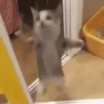 jumping kitten GIF Template