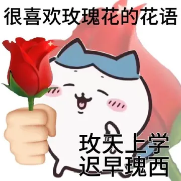 很喜欢玫瑰花的花语玫上学迟旱瑰西