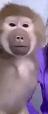 猴子反复确认gif表情包