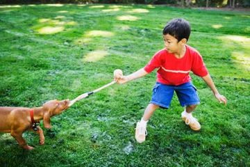 Dog Tug of War